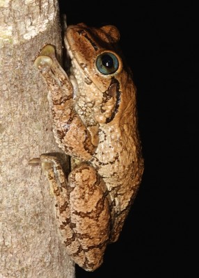 cuban tree frog|209