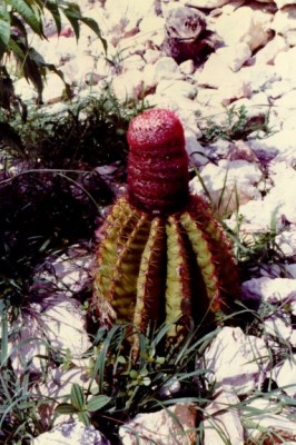 Turks Head cactus|201