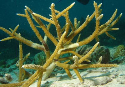 staghorn coral|203
