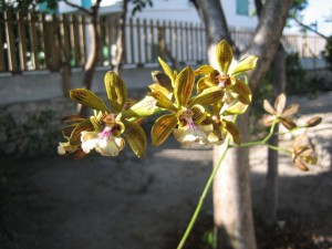 Rescued Orchid blooming in the TCNM garden.