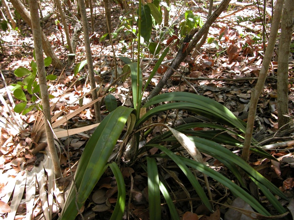 The plant has long graceful leaves and grows in a clump