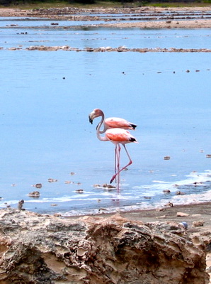 Flamingos wading in the pond on Grand Turk.